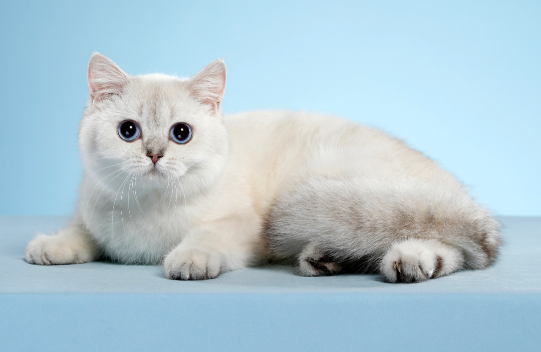 小猫的品相由谁决定