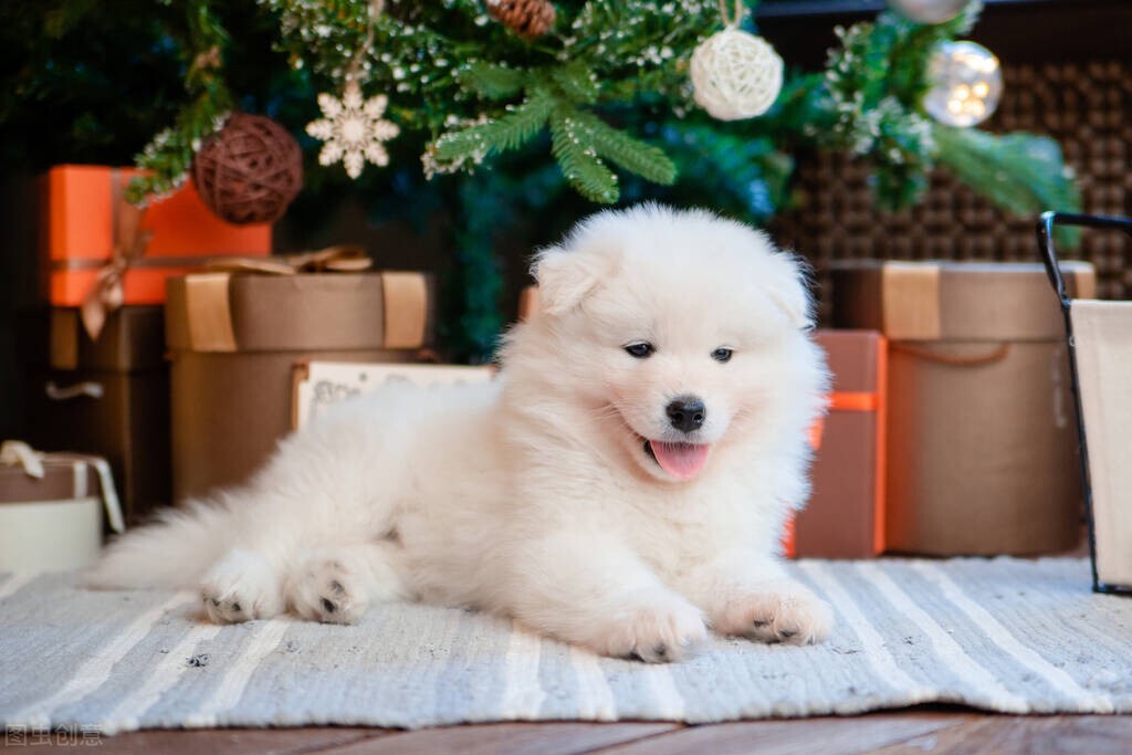 狗狗犬瘟热晚期症状