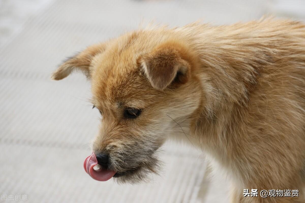 如何让狗狗吐出异物