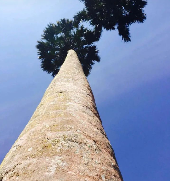 西藏发现中国大陆已知最高的树