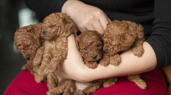 购买宠物狗需要注意什么