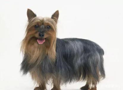 梗类犬什么意思