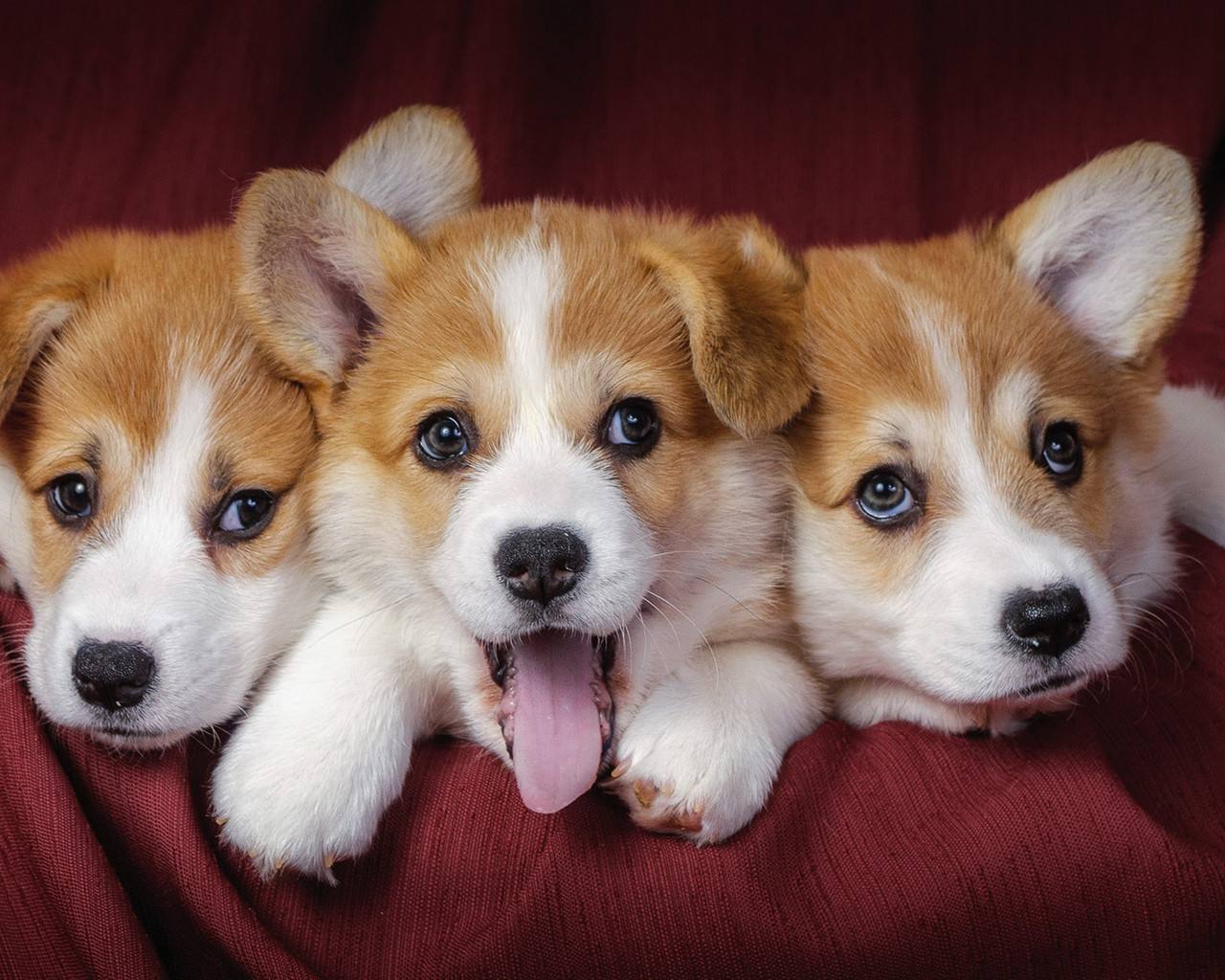 保加利亚牧羊犬多少钱