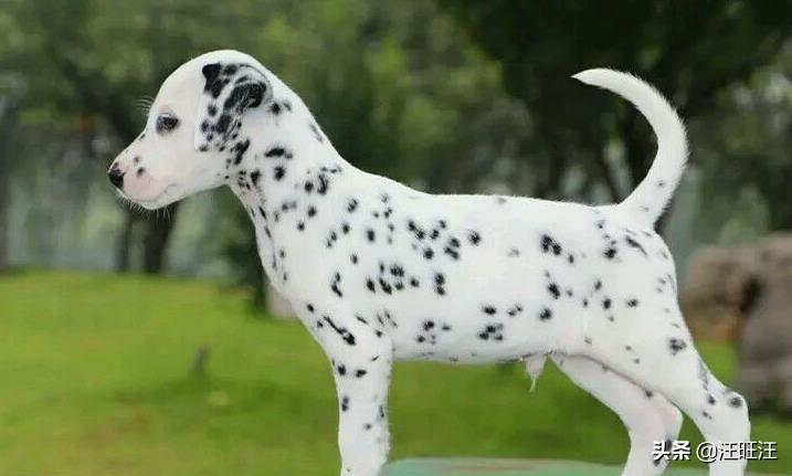 斑点狗什么样品质好
