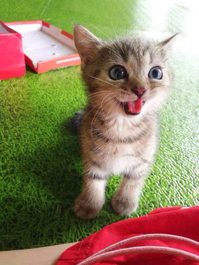 猫咪应激反应多久会死