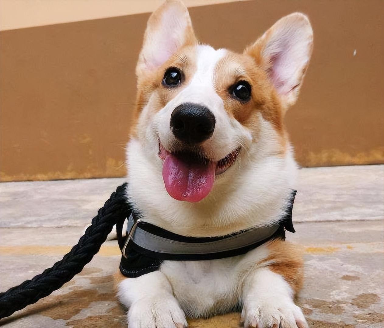 在主人睡着后 狗狗会轻手轻脚地活动吗为什么