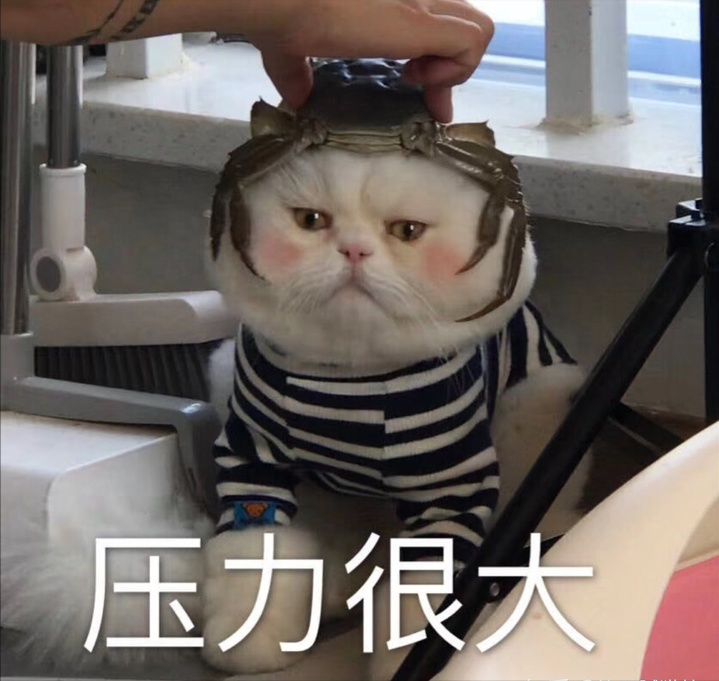 宠物猫什么品种最凶