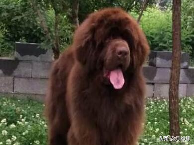 纽芬兰犬好养吗