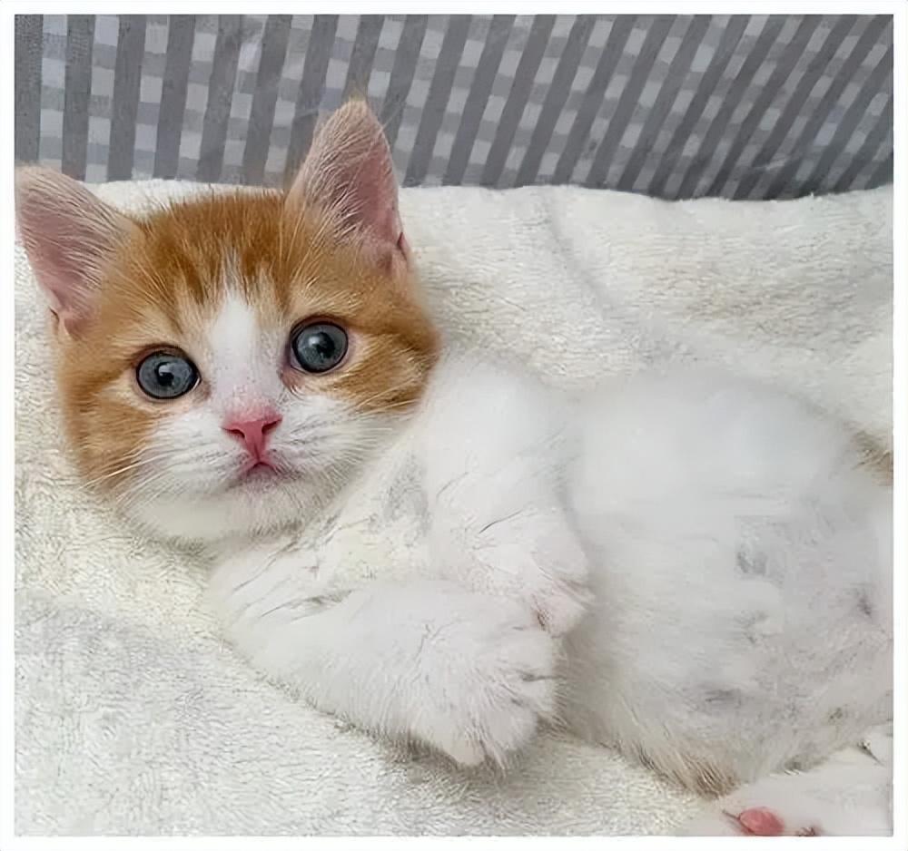 怎么确定母猫怀孕了