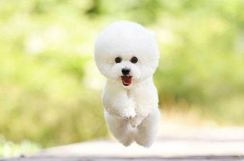 小比熊犬市场价多少钱一只