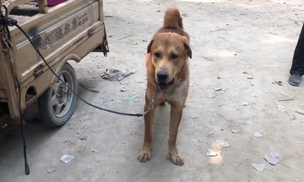 中亚牧羊犬图片