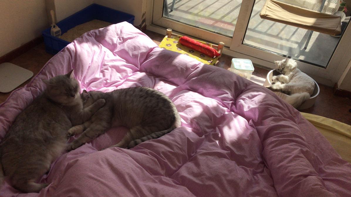 猫进家到底有什么预兆