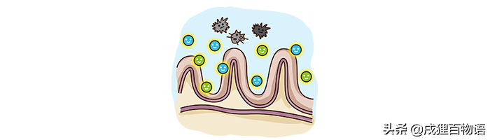 猫咪喂益生菌的禁忌