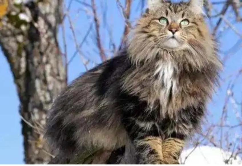 挪威森林猫多少钱一只