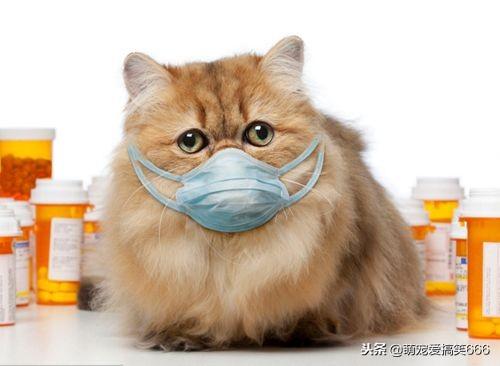 怎么判断猫咪感冒了