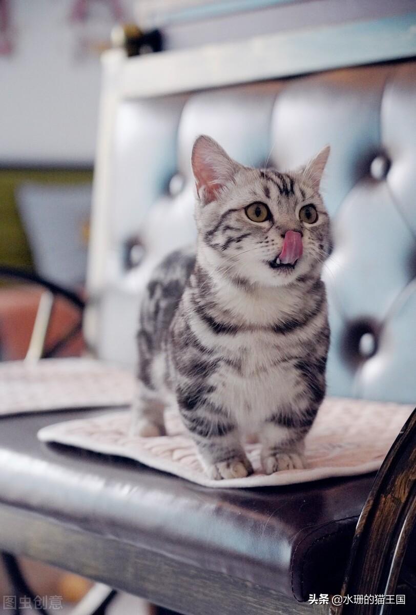 怎么确定公猫发完情了