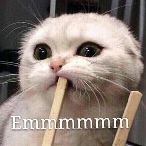 猫便便正常是什么样的