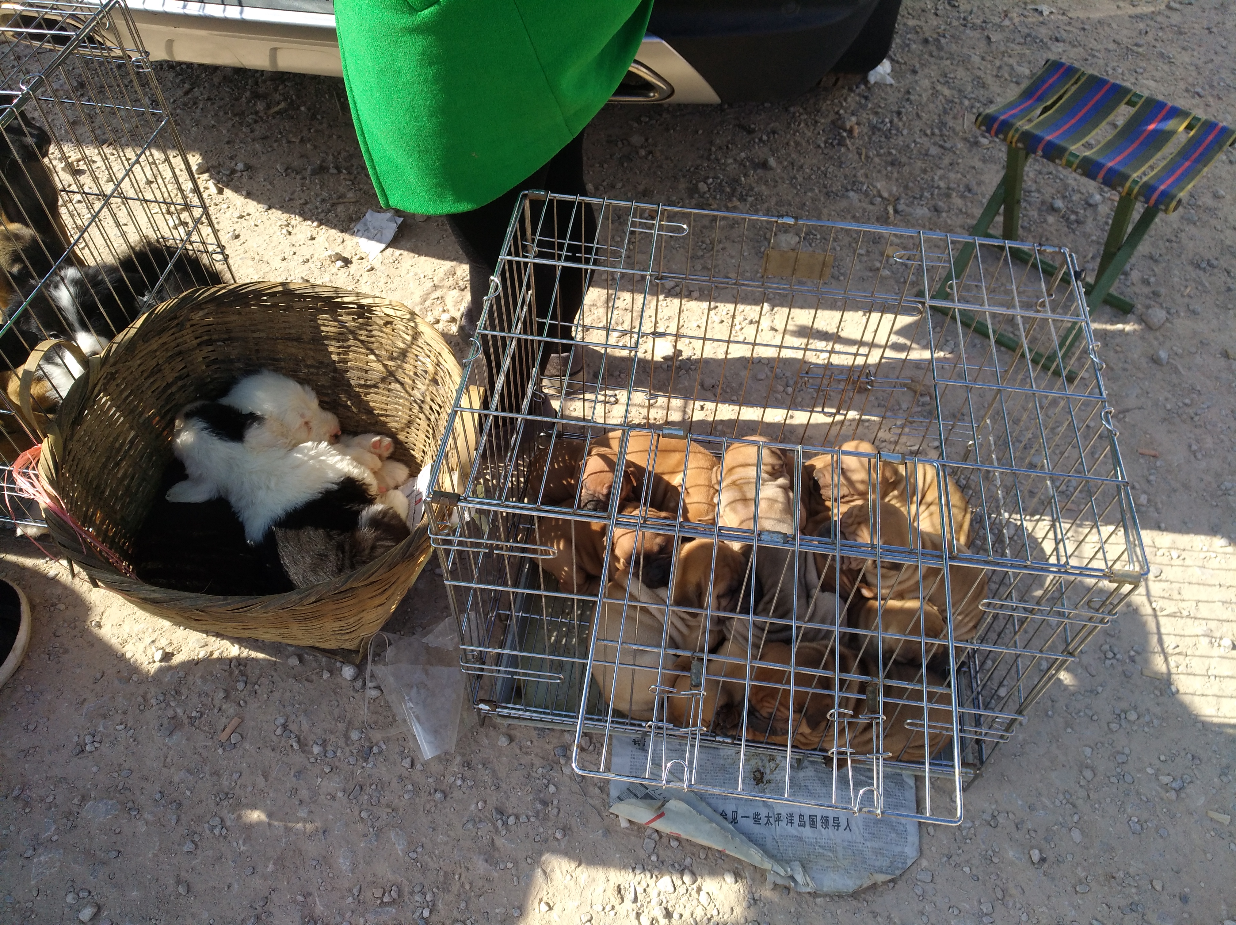 骨嘴沙皮狗多少钱一只