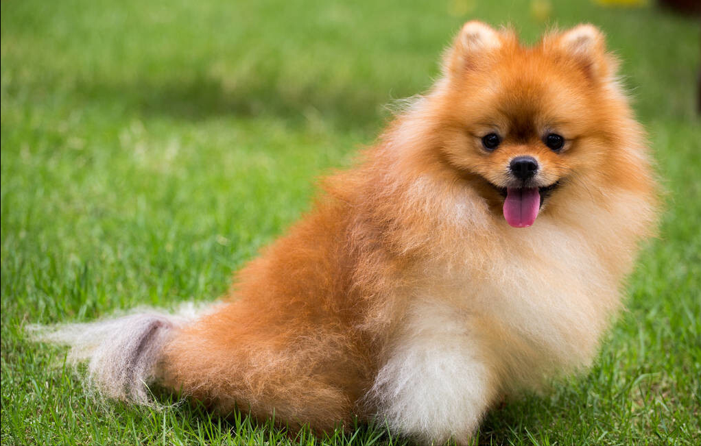 博美聪明吗它特点是什么