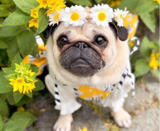 巴哥对主人忠诚吗