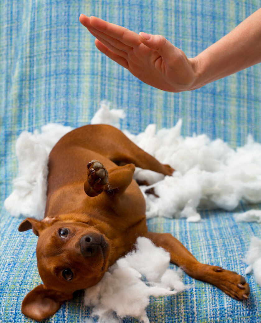 金毛不可以打哪里