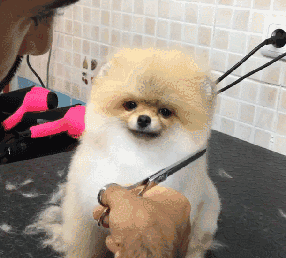 博美品相怎么看纯不纯