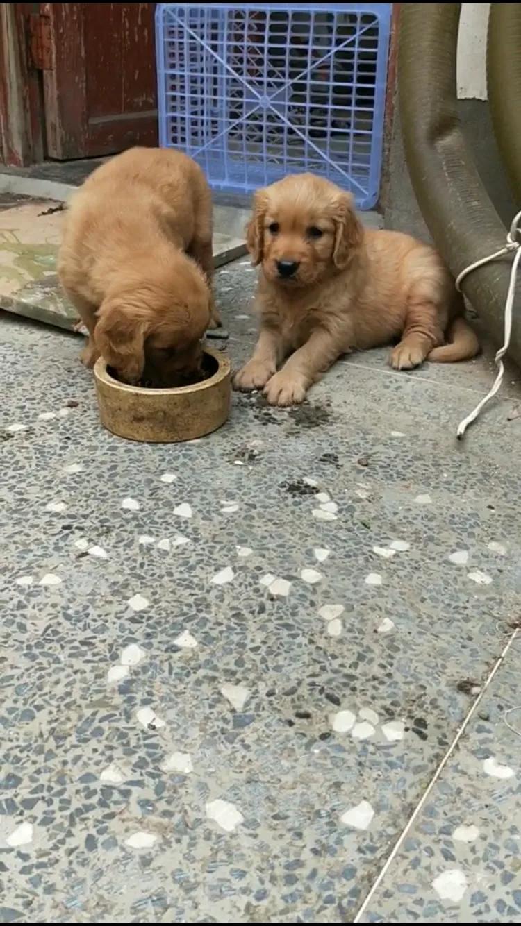 双血统金毛幼犬多少钱一只