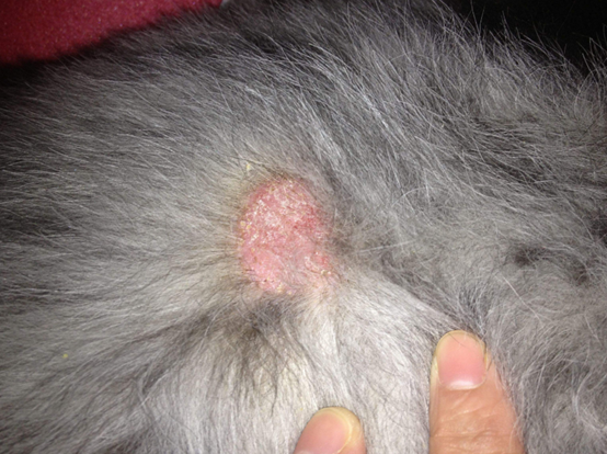 狗狗有皮肤病用什么药