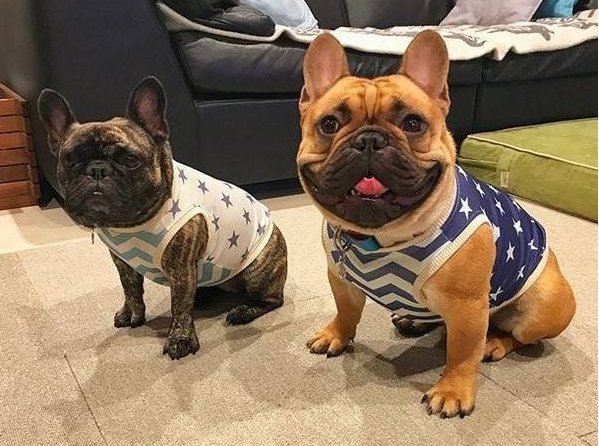 法斗讨厌主人的表现有哪些