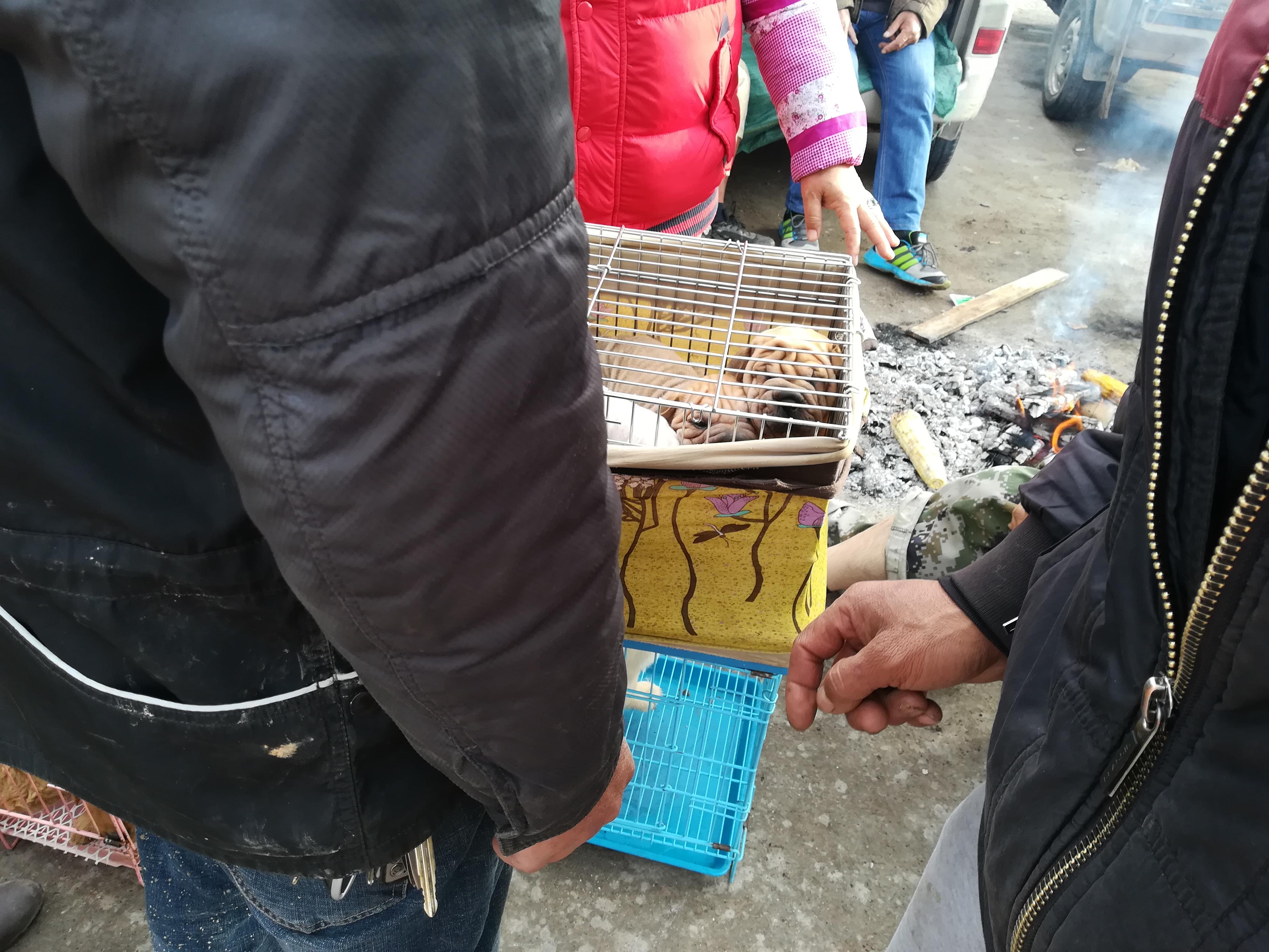 一般沙皮价格多少钱一只