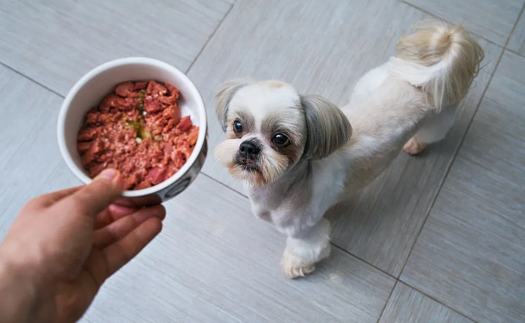 狗狗血糖高怎么办