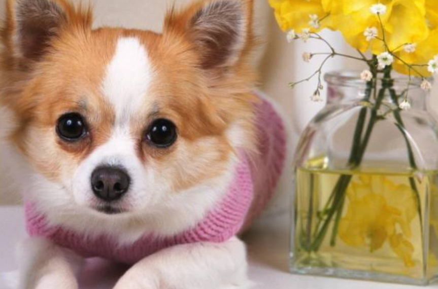 母狗会来月经吗