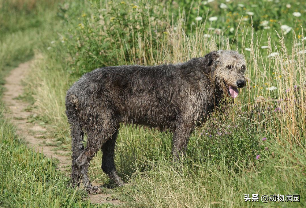 守护神是爱尔兰猎狼犬代表什么