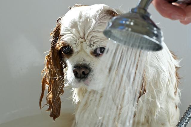 狗洗澡用多少度的水