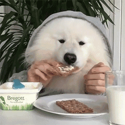 狗狗能吃枇杷吗