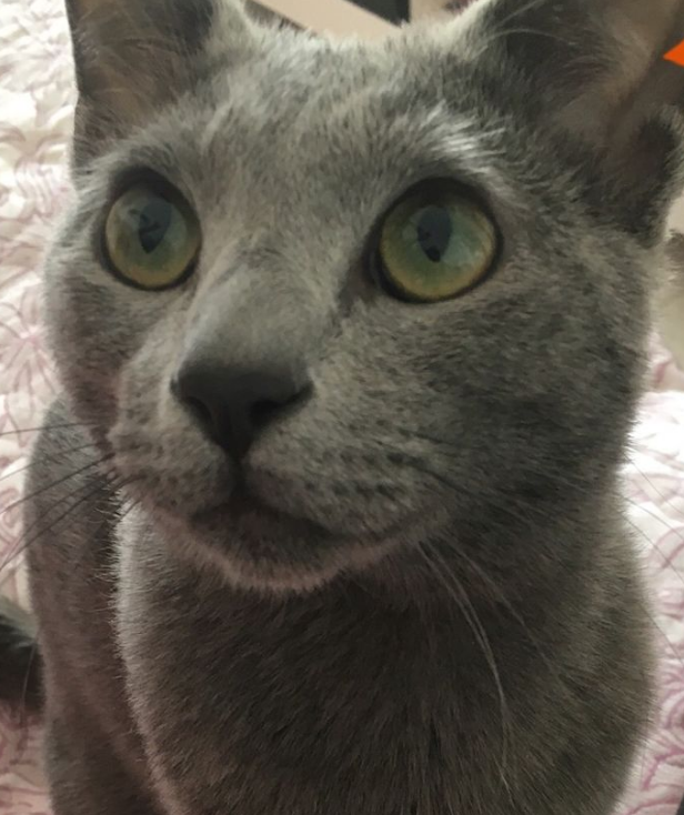 猫咪打它管用吗