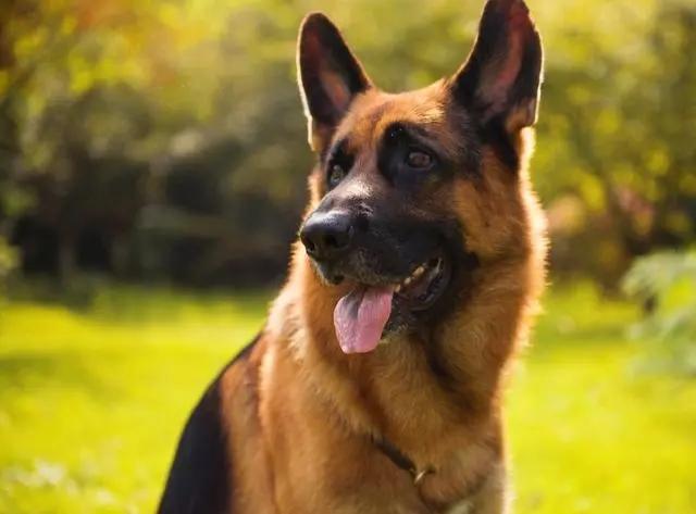 德国黑背怎么样