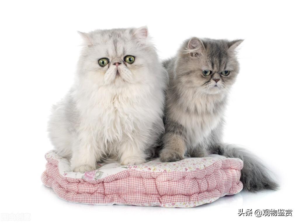 两只猫磨合期大约多久