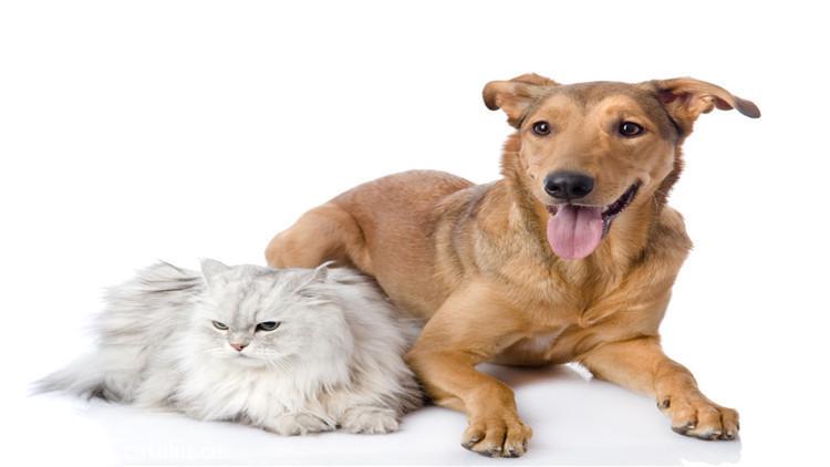 阿富汗猎犬能养吗