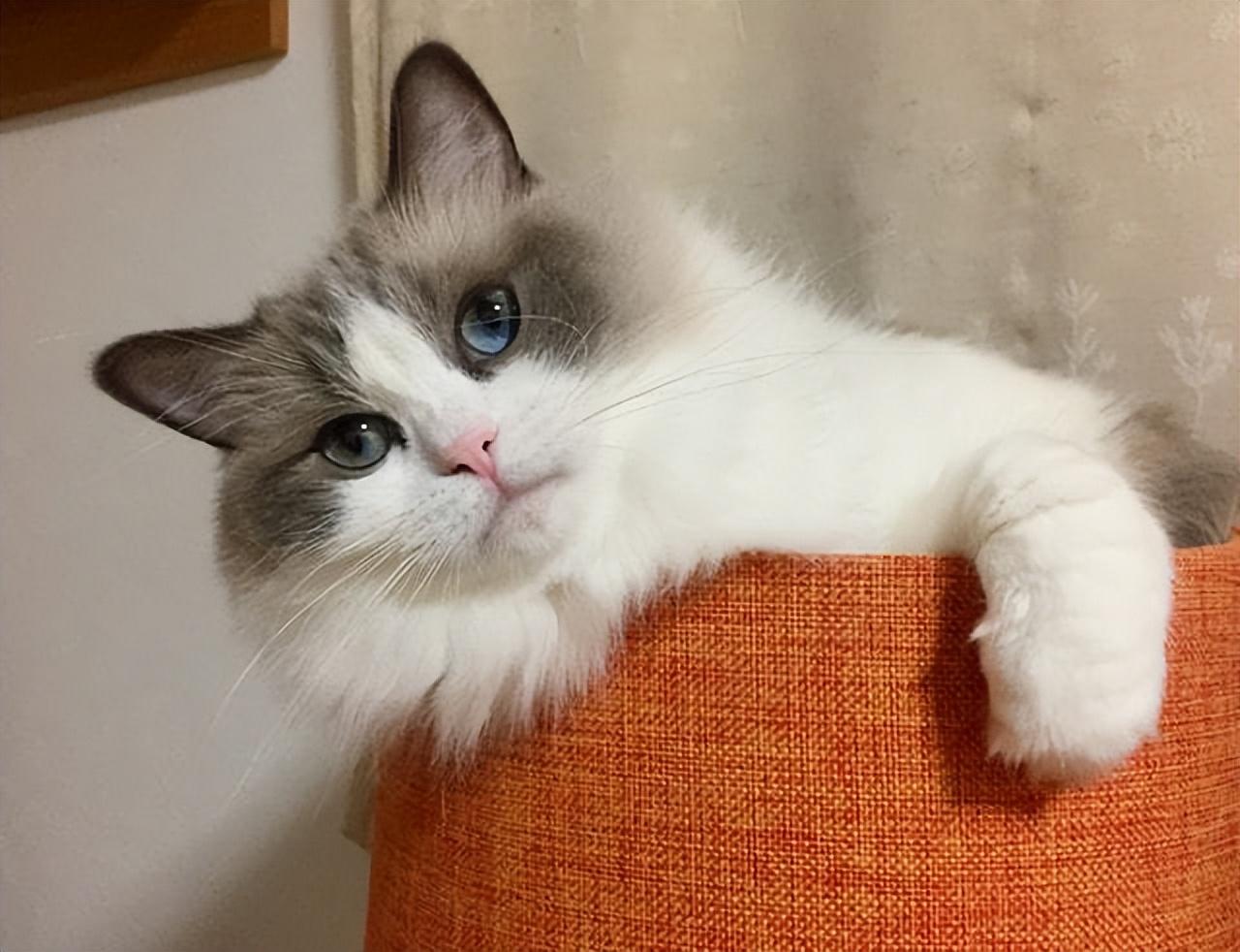 猫咪好听的而且独特的名字