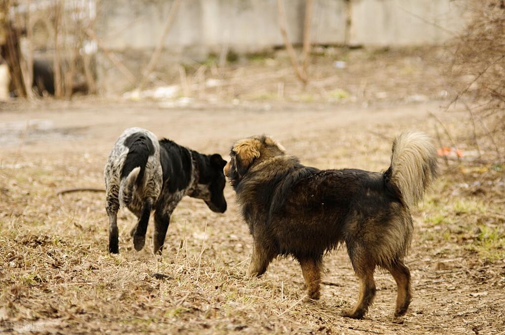 狗狗突然死亡的原因有哪些