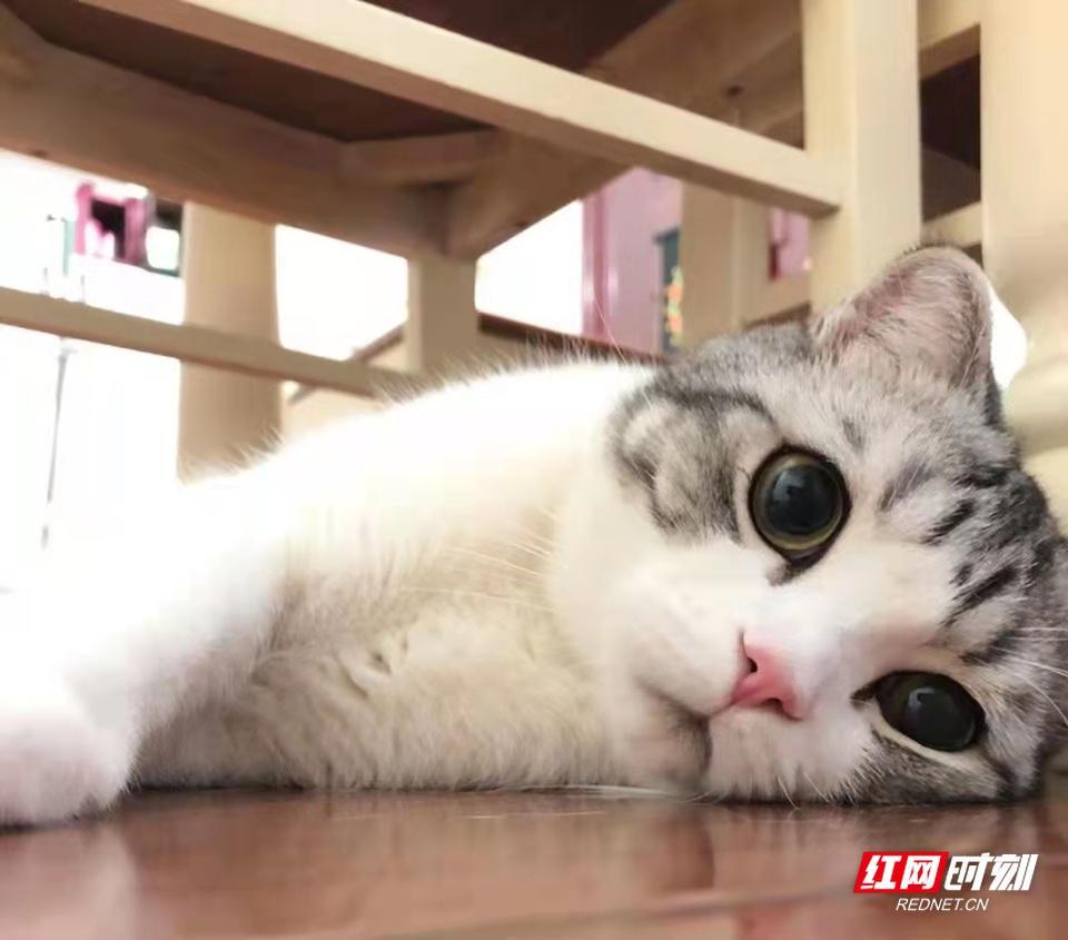 猫咪检疫证明怎么办理