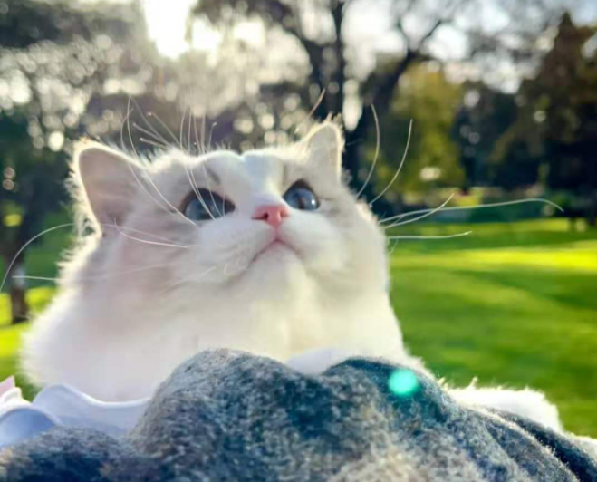 粘人的猫咪品种推荐