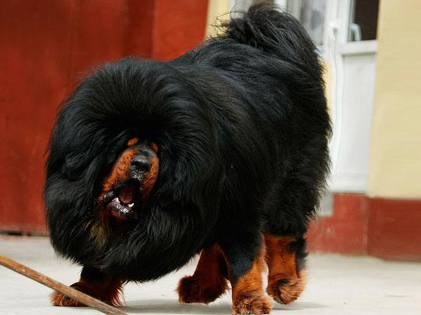 藏獒大帝是什么血统