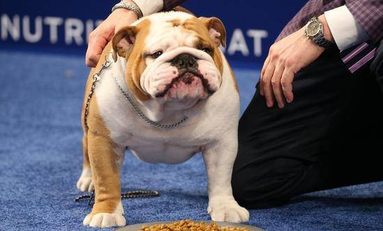 英斗犬的优缺点及性格