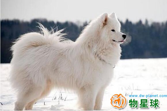 爱斯基摩幼犬价格多少钱一只