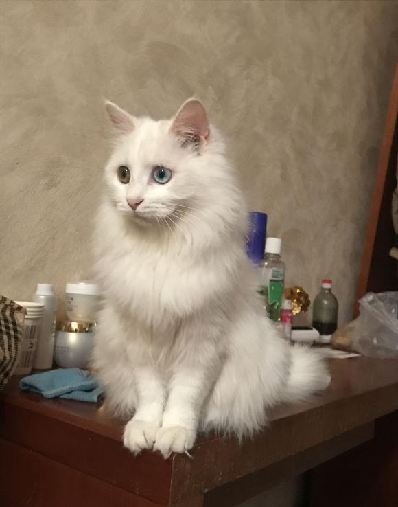 中国玄猫多少钱一只