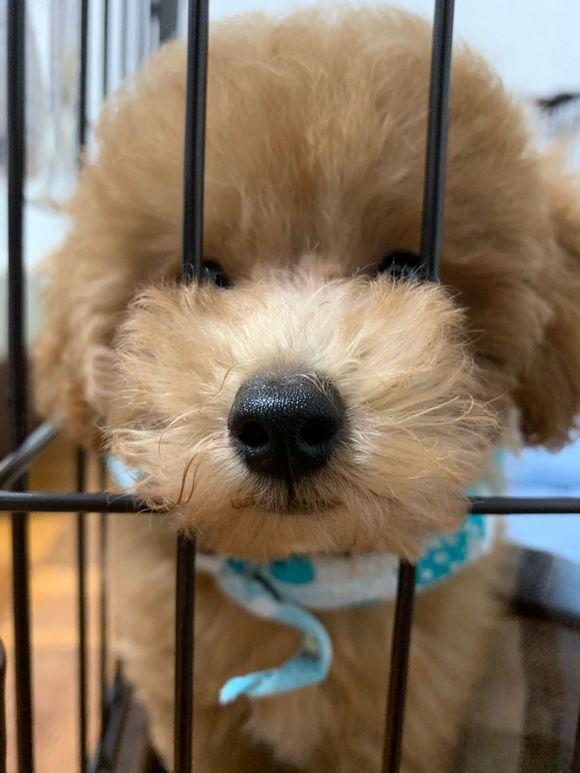 养狗可以关在笼子里吗