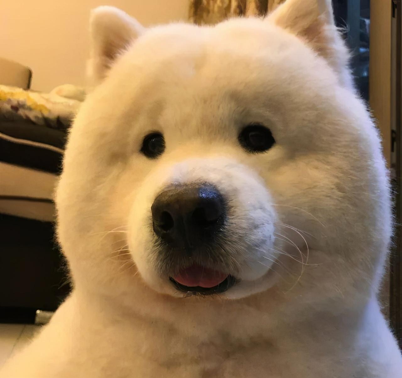 萨摩耶犬的优缺点