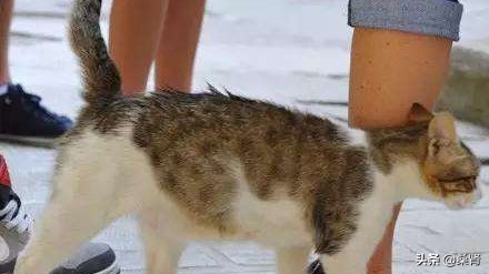 铲屎官是什么意思